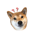 柴犬ゆき0715（個別スタンプ：2）