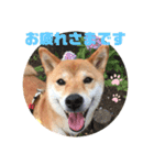 柴犬ゆき0715（個別スタンプ：3）