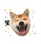 柴犬ゆき0715（個別スタンプ：5）