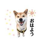 柴犬ゆき0715（個別スタンプ：7）