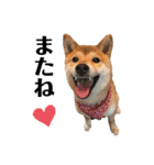 柴犬ゆき0715（個別スタンプ：13）