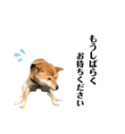 柴犬ゆき0715（個別スタンプ：14）