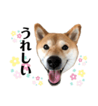 柴犬ゆき0715（個別スタンプ：15）