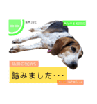 ビーグル＆ミニチュアダックスNo.2（個別スタンプ：23）