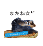 ビーグル＆ミニチュアダックスNo.2（個別スタンプ：24）