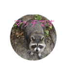 マッチss（個別スタンプ：14）
