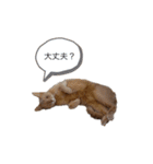 よこたとまるみ（個別スタンプ：19）