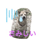 アニマルシェルタースタンプ（個別スタンプ：3）