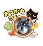 アニマルシェルタースタンプ（個別スタンプ：34）