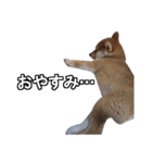 Mr RIKU（個別スタンプ：2）