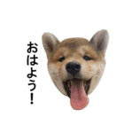 Mr RIKU（個別スタンプ：4）