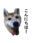 Mr RIKU（個別スタンプ：5）