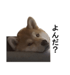 Mr RIKU（個別スタンプ：12）