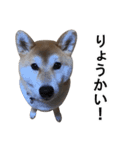 Mr RIKU（個別スタンプ：15）