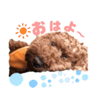 ♥︎dog’s Daizu♥︎Ⅱ（個別スタンプ：1）