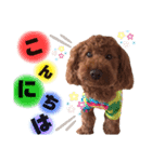 ♥︎dog’s Daizu♥︎Ⅱ（個別スタンプ：2）