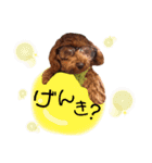 ♥︎dog’s Daizu♥︎Ⅱ（個別スタンプ：5）