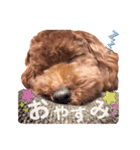♥︎dog’s Daizu♥︎Ⅱ（個別スタンプ：11）