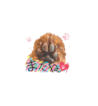 ♥︎dog’s Daizu♥︎Ⅱ（個別スタンプ：13）