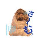 ♥︎dog’s Daizu♥︎Ⅱ（個別スタンプ：16）