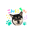 黒柴のクロエちゃん①（個別スタンプ：2）