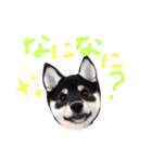 黒柴のクロエちゃん①（個別スタンプ：9）