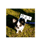 犬のスタンプ方言バラバラ編（個別スタンプ：1）