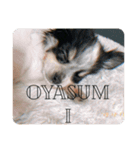 犬のスタンプ方言バラバラ編（個別スタンプ：3）