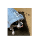 犬のスタンプ方言バラバラ編（個別スタンプ：4）