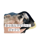 犬のスタンプ方言バラバラ編（個別スタンプ：6）