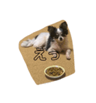 犬のスタンプ方言バラバラ編（個別スタンプ：8）
