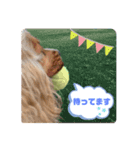 イングリッシュコッカー クリム ゆる敬語（個別スタンプ：2）