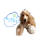 イングリッシュコッカー クリム ゆる敬語（個別スタンプ：3）