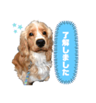 イングリッシュコッカー クリム ゆる敬語（個別スタンプ：5）