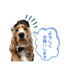 イングリッシュコッカー クリム ゆる敬語（個別スタンプ：9）