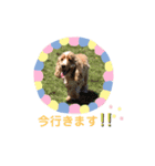 イングリッシュコッカー クリム ゆる敬語（個別スタンプ：10）