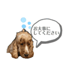 イングリッシュコッカー クリム ゆる敬語（個別スタンプ：15）