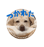さくらぶスタンプ（個別スタンプ：12）