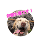 さくらぶスタンプ（個別スタンプ：13）