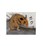 ハムタスず（個別スタンプ：1）
