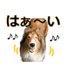 コリーのとったん5（個別スタンプ：6）