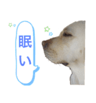 ラブラドールと雑種 ［ロン＆ベリー］（個別スタンプ：3）