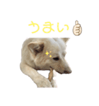 ラブラドールと雑種 ［ロン＆ベリー］（個別スタンプ：5）