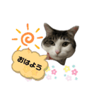 チロちゃん日和（個別スタンプ：1）