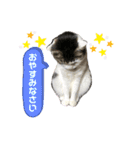 チロちゃん日和（個別スタンプ：3）