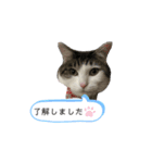 チロちゃん日和（個別スタンプ：5）