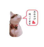 チロちゃん日和（個別スタンプ：6）