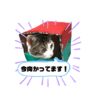 チロちゃん日和（個別スタンプ：7）
