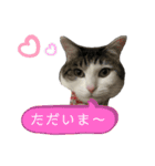 チロちゃん日和（個別スタンプ：10）