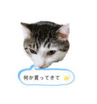 チロちゃん日和（個別スタンプ：15）